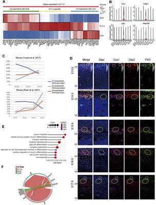 Single-cell analysis reveals specific neuronal transition during mouse corticogenesis
